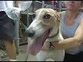 Friends of Greyhounds Adoption Video