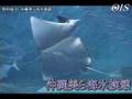 『沖縄美ら海水族館』