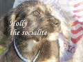Santa Prepares 6 Scruffy Puppies for Christmas Joy