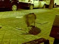 El perro pizzero