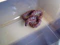 Baby Rainbow Boa vs Baby Mouse