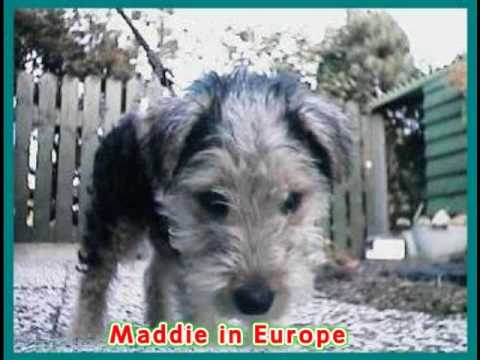 Lakeland Terrier