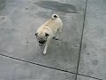 sexy-ass-mexican-pugs-smoking-meth.html