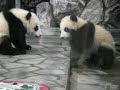 baby-twin-panda.html