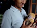 Dusky langgur baby