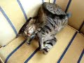 p�s� (keday)