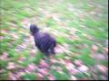 my little yorkiedoodle over the park (having fun)