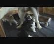Siberian Husky Mom Nurses Baby Black Panther