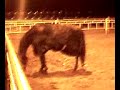 Zamira in de paddock