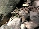Tambo River Butterflies