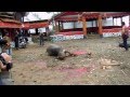 Tana Toraja Funeral Ceremony - Water Buffalo ...
