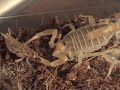 Egyptian Sand Scorpion (Pt.1) Egyptian Sand Scorpion (Pt.1)