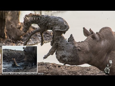 Incredible moment rhino helps lift zebra free from mud