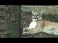 videos de Philadelphia Zoo Cougar Possibly Purring