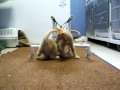 This is the first time Otis (aka:Tom), a 2 month old kitten with Cerebellar Hypoplasia, tried out his new wheelchair. It made me misty-eyed to see him be able to be on his feet and play with his mobile brother, who has the disability to a much lesser degree. The belly strap was modified, as you'll see in his other videos. Don't worry for him, as he is walking independently now and improving all the time. Check out this video of him walking 100' in a approximately a minute: youtu.be As of September 2011 he is independently able to walk down and back up steep hills, walk on uneven terrain, and is improving in his ability to run.