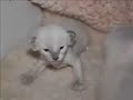 Beautiful kittens