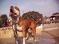.: PITBULL ESTRUCTURA :.