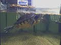 aquatic turtles eating shrimps aquatic turtles eating shrimps