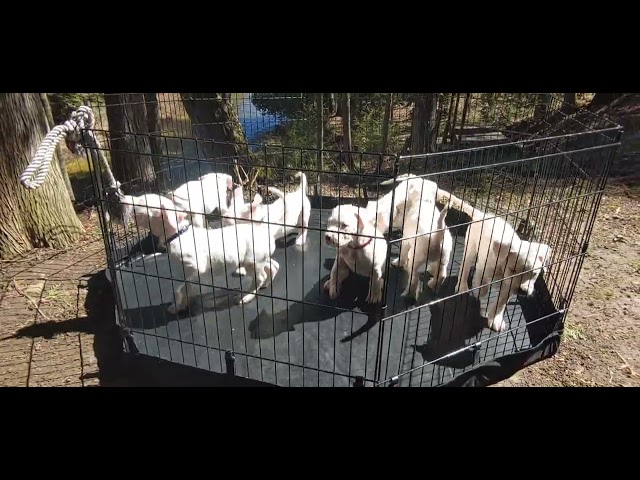 Dogo Argentino Puppies in Dogs & Puppies for Rehoming in Owen Sound