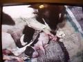 nacimiento de 3 cachorritos chihuahueños