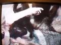 nacimiento de 3 cachorritos chihuahueños