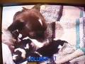 nacimiento de 3 cachorritos chihuahueños