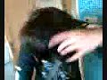 Cheveux de miaousS