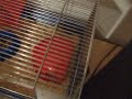 Mice