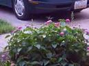 Hummingbird Hummingbird