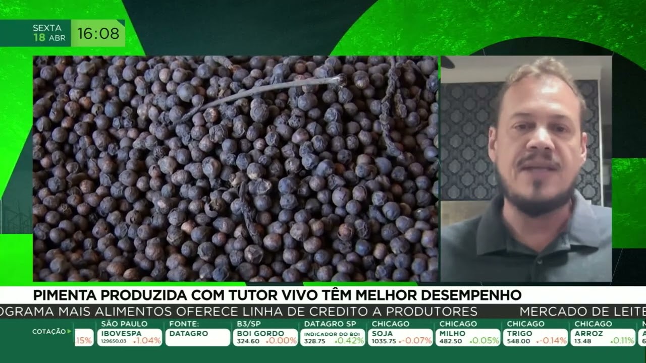 Pimenta produzida com tutor vivo têm melhor desempenho
