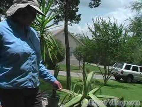 Herb Gardening: Medicinal use for ...