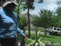 Herb Gardening: Medicinal use for Aloe Vera and Horsetail
