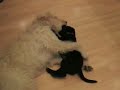 Keywords: Labradoodle, Puppy