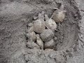 BSES Amazon turtle eggs hatching