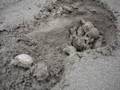 videos de BSES Amazon turtle eggs hatching