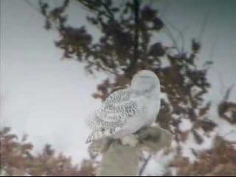 Snowy Owl, Wayne Co., MI 20-21 ...