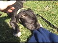 Stop Canine Distemper!