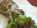 Syd the Russian Tortoise Has Some Lunch Syd the Russian Tortoise Has Some Lunch