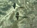 -FlF- WING und TP OPW