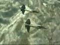 -FlF- WING und TP OPW