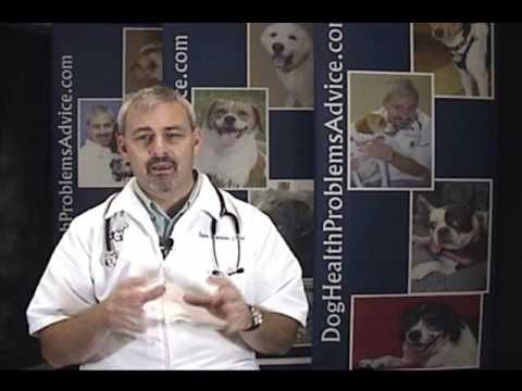 how to treat fever in dogs