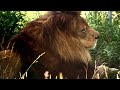 The Wildcat Sanctuary: No More Wild Pets - Lion Exotic Pet PSA