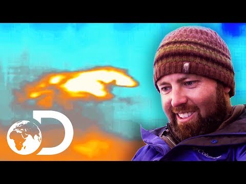 Has Forrest Just Caught An 'Extinct' White Wolf On Camera? | Extinct or Alive