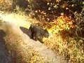 Hunting Mastif