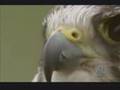 Falconry a brief introduction