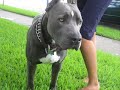 a pit bull tribute