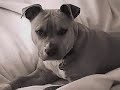 a pit bull tribute