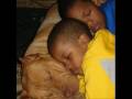 A Pit Bull Tribute