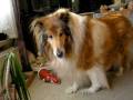 videos de Collie & der Weihnachtsmann...