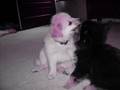 Peaches and Artie presents our new puppies